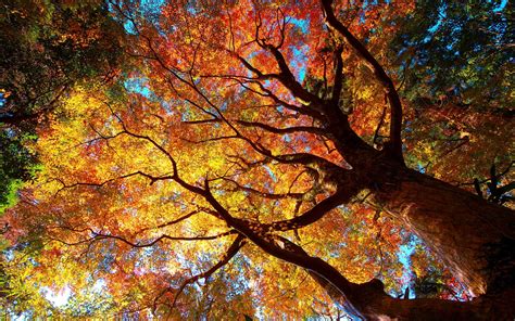 Autumn Tree Forest Hd Desktop Wallpapers 4k Hd