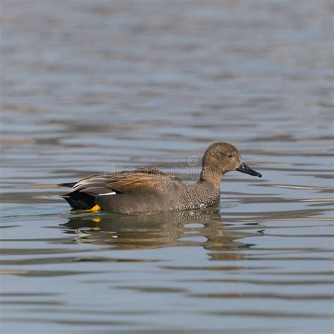 Male Gadwall Duck Anas Strepera Swimming In Water Stock Photo Image