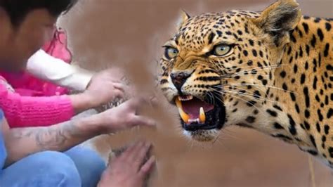 Hipnotic Leopard Leopard And Human Friendship চিতাঘের মুখোমুখি Youtube