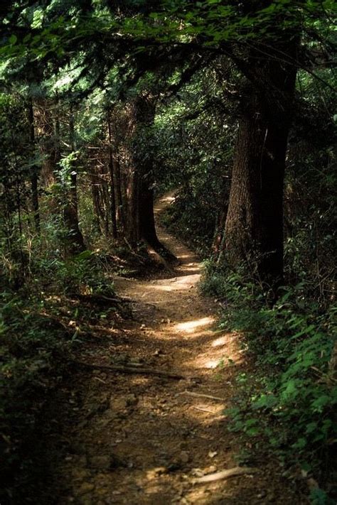 Light On A Dark Forest Trail Unable To Find Primary Source Link Is To