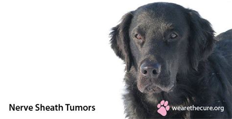 Nerve Sheath Tumor In Dogs The National Canine Cancer Foundation