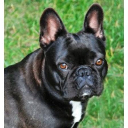 Oregon french bulldog breeder ~ oregon french bulldog puppies for sale. Shining Star French Bulldogs, French Bulldog Breeder in ...