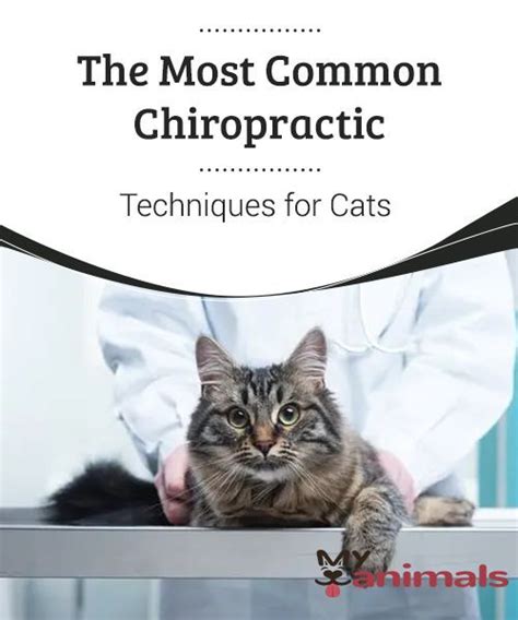 The Most Common Chiropractic Techniques For Cats Our Pets Can Suffer
