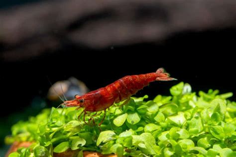 Neocaridina Shrimp Care Water Parameters Color More Fish