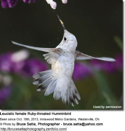 Besides, do hummingbirds nest in ohio? Sightings of Albino Hummingbird (White) or Leucistic ...