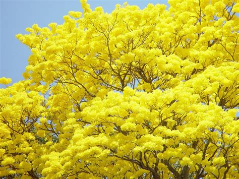 Guayacan Yellow Tree Free Photo Download Freeimages