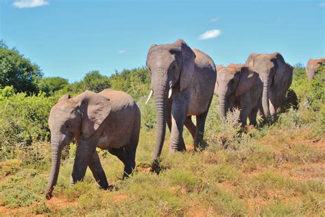 Free Images Wilderness Run Adventure Flock Wildlife Mammal