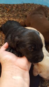 Four females and two males are available. Black Labradors for sale Texas | AKC Registered Labradors ...