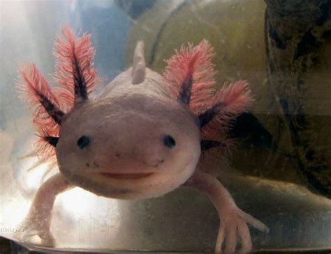 Axolotl Smiling Pets 44 Pics
