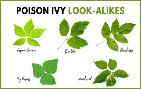 Poison Ivy Identification Chart
