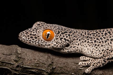 Golden Tailed Gecko Strophurus Taenicauda Nweigner Flickr