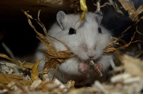 Die mongolische rennmaus (meriones unguiculatus) ist eine zu den rennratten die übersetzung des wissenschaftlichen namens meriones unguiculatus als „krieger mit krallen ist falsch, da sich. 🐭 Herkunft der Mongolischen Rennmaus - rennmaus.de
