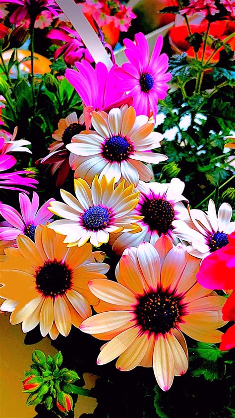 Pin By Ivanka Kostova On растения Beautiful Flowers Cellphone