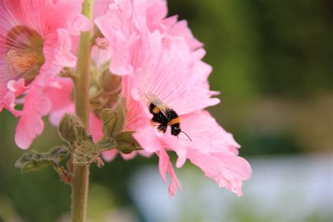 Flowers in july and august. 47 Plants that Attract Bees, Butterflies and Hummingbirds