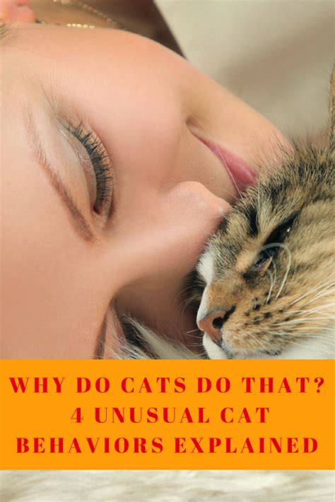 Cat Behavior Normal Or Just Plain Weird Cat Behavior Cat Care