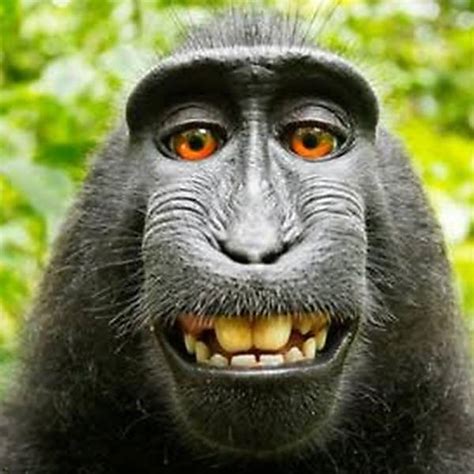 A selfie do macaco da espécie Macaca nigra 11 06 2019 Bbc brasil