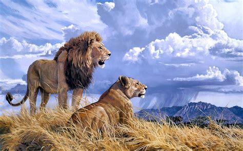 Lion Animals