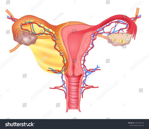 Stock Ilustrace „uterus Medical Poster Female Reproductive System“ 1061360579 Shutterstock