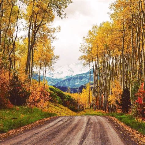 Fall Colours Last Dollar Road Near Telluride Colorado By Peter