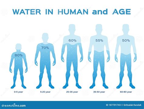 Water Level Levelin The Human Body And Age Vector Infographic