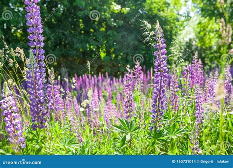 Lupins In The Woods In The Morning Stock Photo Image Of Flower Flora