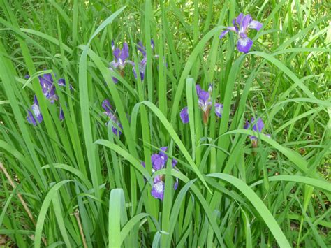 Iris Versicolor Northern Blue Flag Iris At Toadshade Wildflower Farm