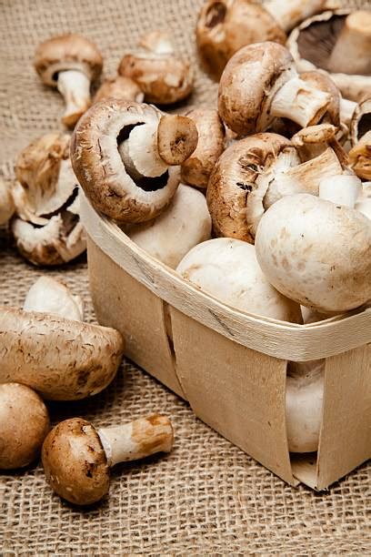 Crimini Mushroom Stock Photos Pictures And Royalty Free Images Istock