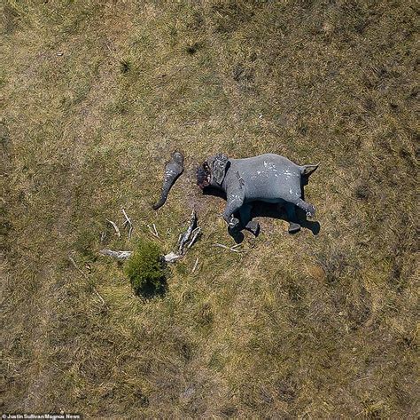 Brutal Image Shows Mutilated Elephant With Its Tusks And Trunk Cut Off