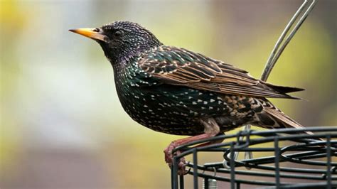 How To Get Rid Of Starlings