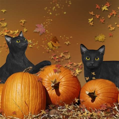 10 New Cute Halloween Kitten Wallpaper Full Hd 1080p For Pc Desktop 2020