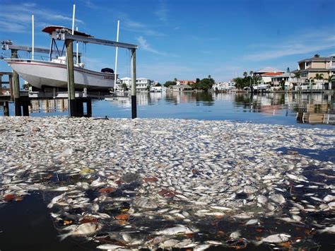 You Can T Go To The Beach Toxic Red Tide Is Back To Florida S Gulf Coast With Thousands Of