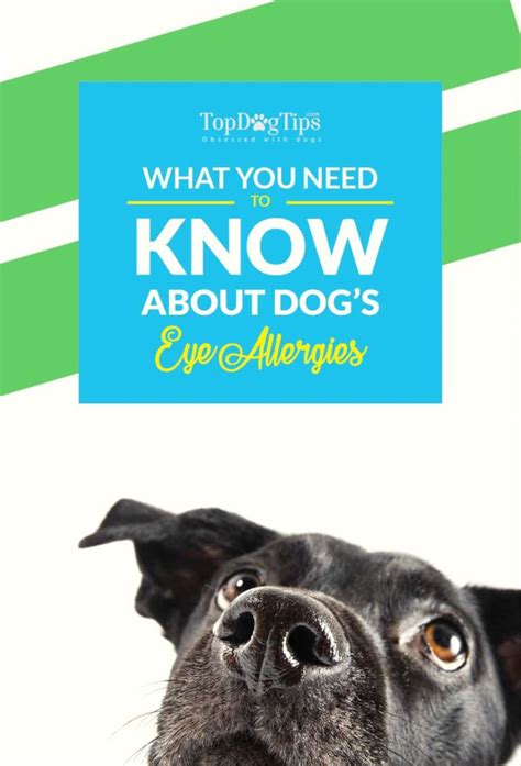 Dog Eye Allergies Symptoms Causes And Treatments Home Remedies