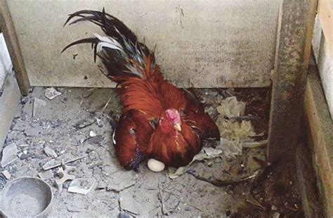Itulah mengapa telur tidak akan menetas menjadi anak ayam, wong embrionya saja tidak ada. Ayam Jantan Mengeram Telur Di Terengganu - Siakap Keli