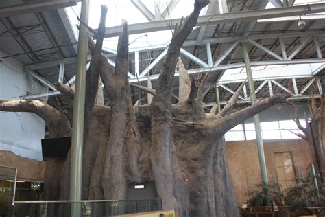 Baobab Tree Zoochat