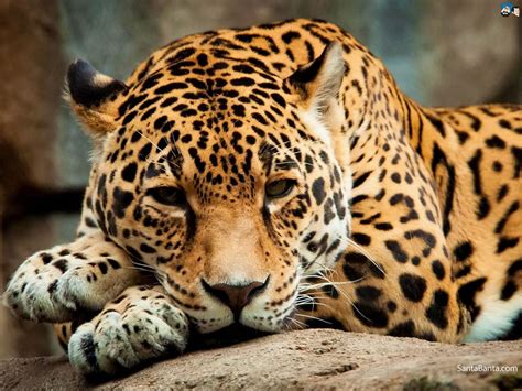 In 2001, a male jaguar killed and partially consumed two cubs in emas national park. Jaguars Wallpaper #1