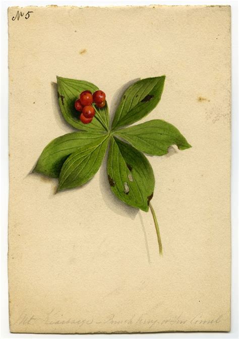 George Dubois (1811-1888), Mt. Kearsarge — Bunchberry or Low Cornel ...