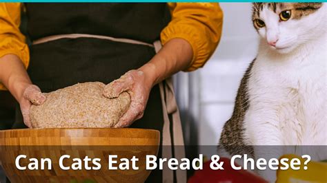 Can Cats Eat Cheese Or Bread Is It Safe Or Bad For Them