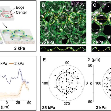 Multicellular Organization Is Guided By Geometry On Soft 2 Kpa