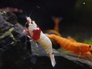 Crystal Red Shrimp Caridina Cf Cantonensis