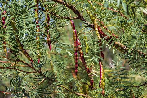 Mesquite Trees Pros And Cons For Your Landscape Titan Tree Care