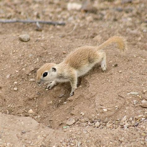 Round Tailed Ground Squirrel Alchetron The Free Social Encyclopedia