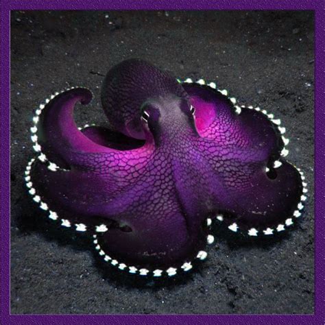 Purple Octopus By Imagines On Deviantart