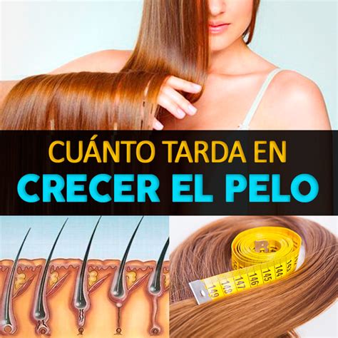 Oct 18, 2021 · el calabacín es un alimento que cuenta con muchas propiedades saludables y se puede cocinar de diferentes maneras. ¿Cuánto Tarda En Crecer El Pelo? - La Guía de las Vitaminas