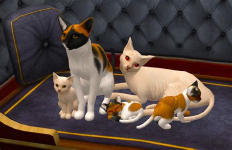 Pin By Tara On Sims 2 Sims 2 Pets Kitten Pets