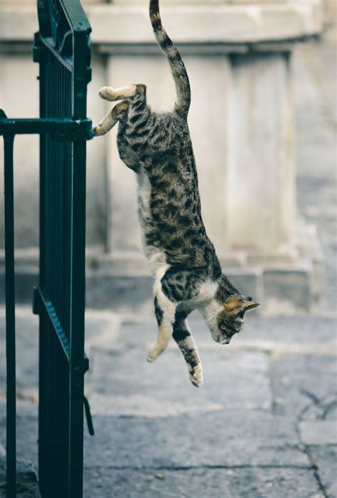 Jumping Cat Pictures Download Free Images On Unsplash