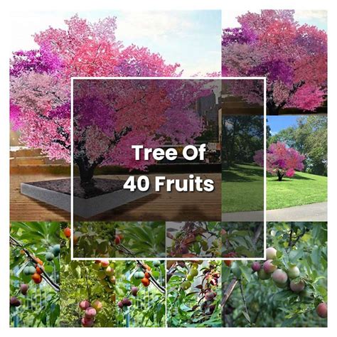 How To Grow Tree Of 40 Fruits Plant Care And Tips Norwichgardener