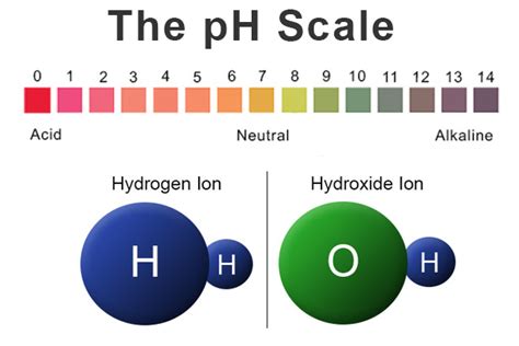 Ph Scale Acids And Bases