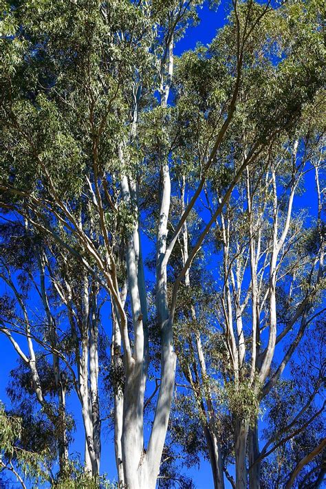 Hd Wallpaper Eucalyptus Trees Australian Forest Natural