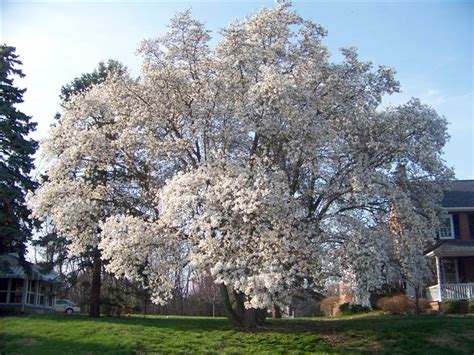 We did not find results for: Graphicality-UK: Tree following, my Magnolia soulangeana