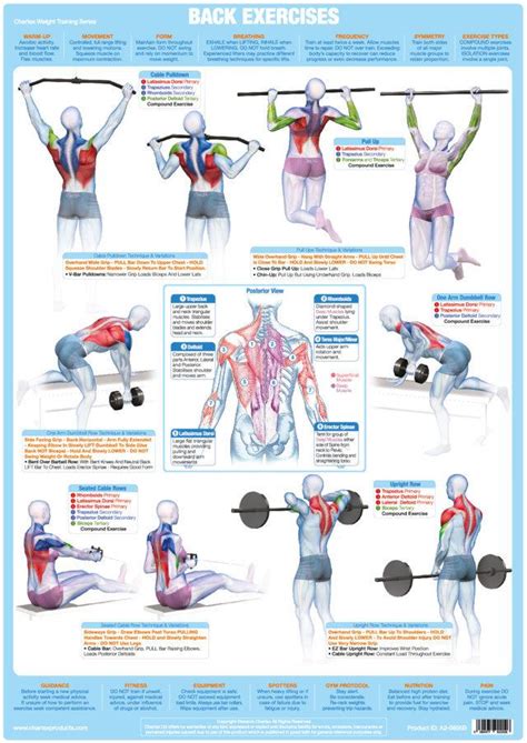Advice on correct exercise technique, breathing and general safety. Back Muscles Exercise Weight Training Chart - Chartex Ltd